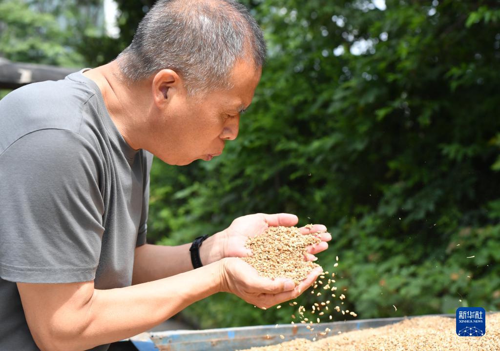 河南：分類分級收購受損小麥