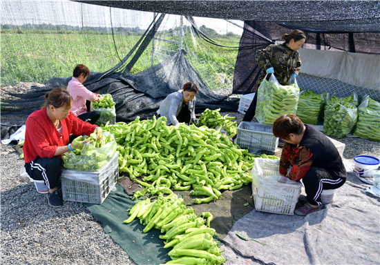 三門峽示範區陽店鎮：果蔬産業“蔬”寫鄉村振興_fororder_菜農們正在分裝辣椒 攝影 彭紅勇