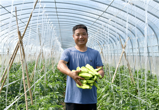 三門峽示範區陽店鎮：果蔬産業“蔬”寫鄉村振興_fororder_菜農李光澤種植的辣椒喜獲豐收 攝影 彭紅勇