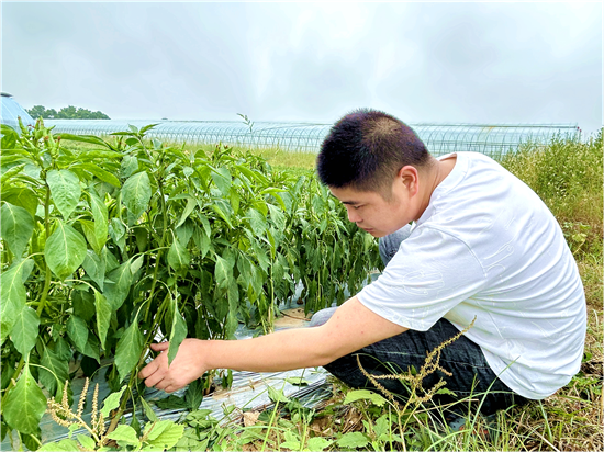 信陽市浉河區：“菜園子”鋪就鄉村振興“金路子”_fororder_圖片5