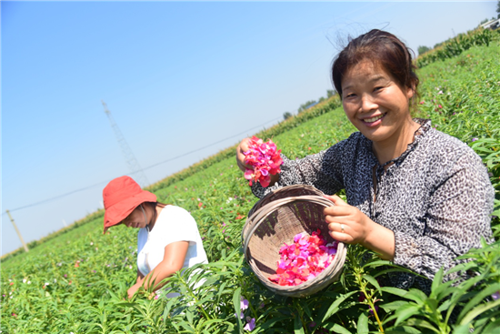 開封市杞縣圉鎮鎮：桃紅滿地開 村民樂開懷_fororder_圖片2