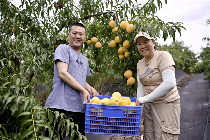 信陽新縣：黃桃挂滿園 農戶笑開顏_fororder_剛剛採摘的滿滿一大筐黃桃（焦漢平  攝）