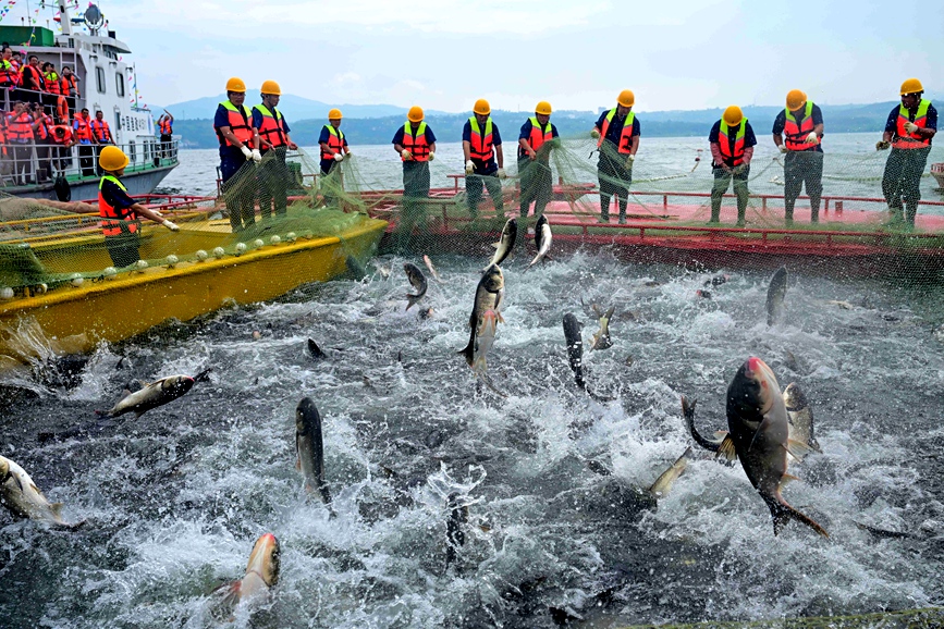 洛陽陸渾水庫開網捕魚