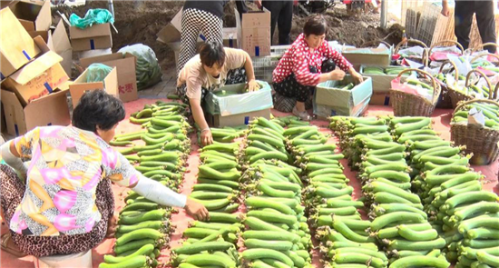 開封市杞縣沙沃鄉毛朱莊村農業蔬菜種植基地種出美好“錢”途_fororder_圖片4