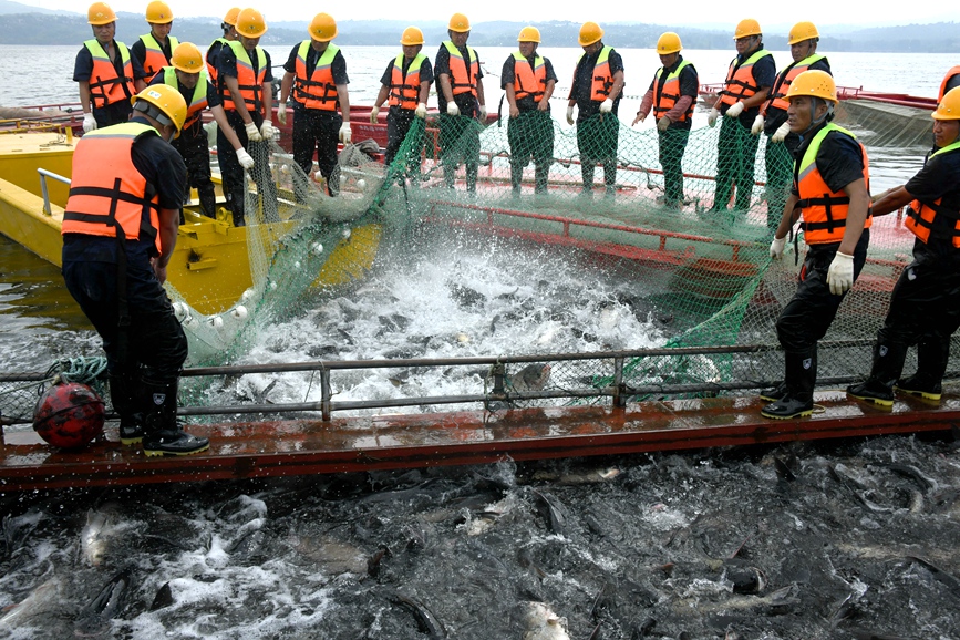 洛陽陸渾水庫開網捕魚