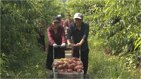 【原創】河南清豐：鮮桃迎來豐收季 農戶笑開顏_fororder_工人採摘黃桃