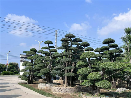 “豫”見花木産業 “中外網紅打卡花都鄢陵”網絡國際傳播活動即將啟動_fororder_圖片3