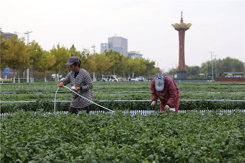 開封：喜迎菊花文化節 菊花造型景觀初現芳容_fororder_486906