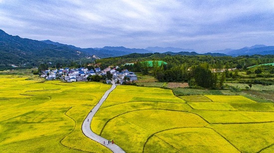 【原創】平頂山魯山：小爾城200余畝金黃稻田成為網紅打卡地_fororder_圖片3