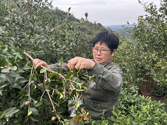 【原創】信陽市浉河區：茶樹滿山崗 紅果流金銀_fororder_微信圖片_20231012090943_1