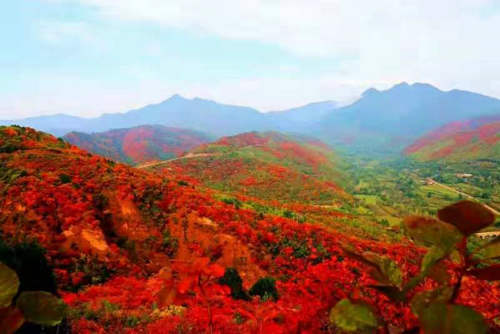 【河南供稿】三門峽市澠池縣第七屆紅葉文化旅遊節開幕