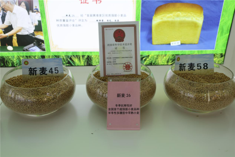 河南新鄉：中原農業強勢崛起 鑄就中國“糧食長城”_fororder_圖片4