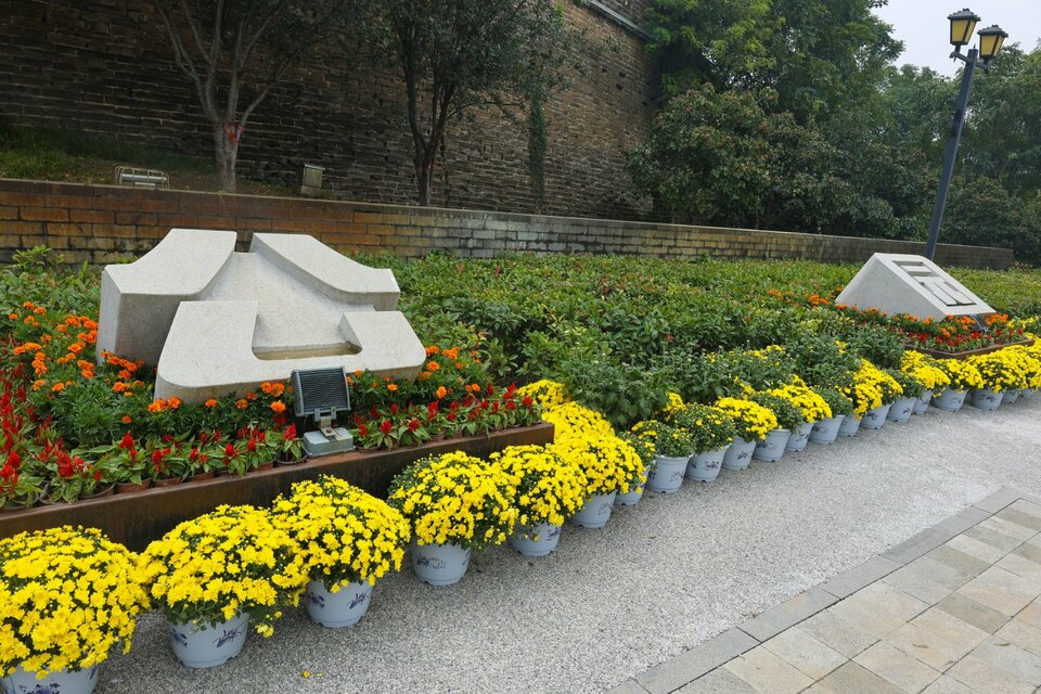 河南開封：菊花飄香迎佳客