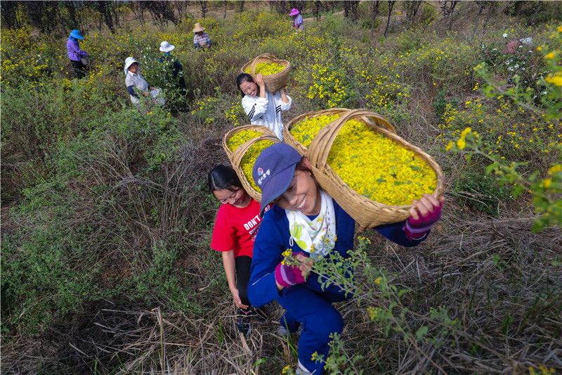 信陽光山：野菊花喜獲豐收_fororder_A75I5652.JPG