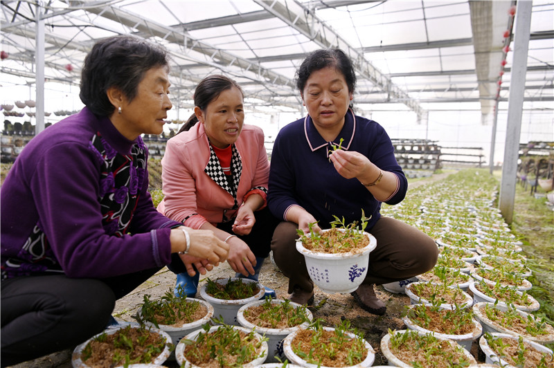 信陽新縣：鐵皮石斛産業助力鄉村振興_fororder_園區負責人劉慶華指導石斛栽培技術（焦漢平 攝）