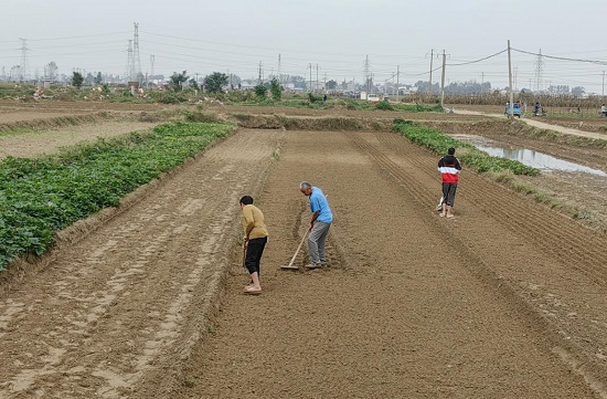 【原創】開封市杞縣大蒜種植全面展開_fororder_圖片7