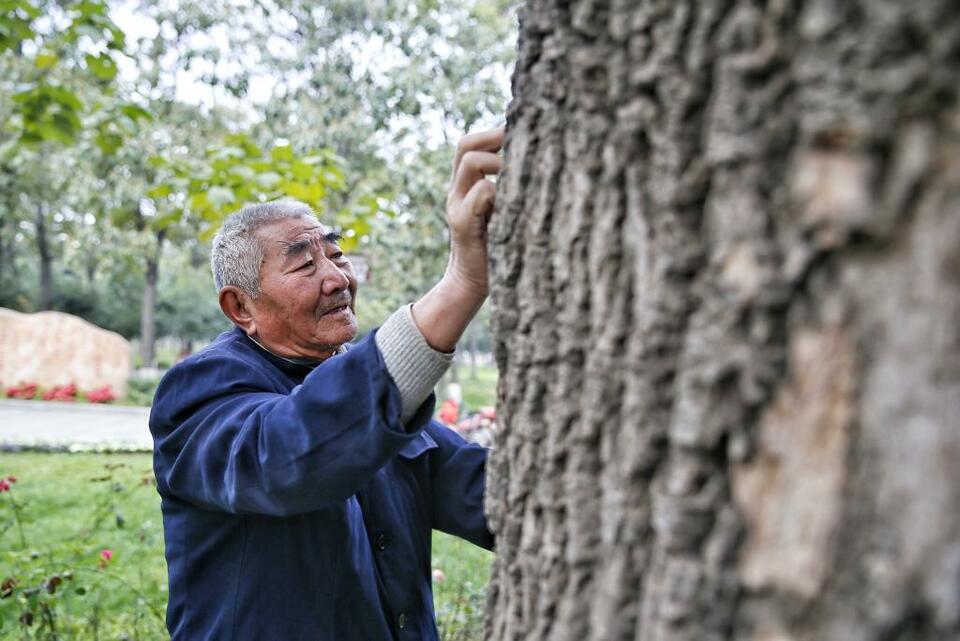 新時代中國調研行·黃河篇丨蘭考的“泡桐之歌”