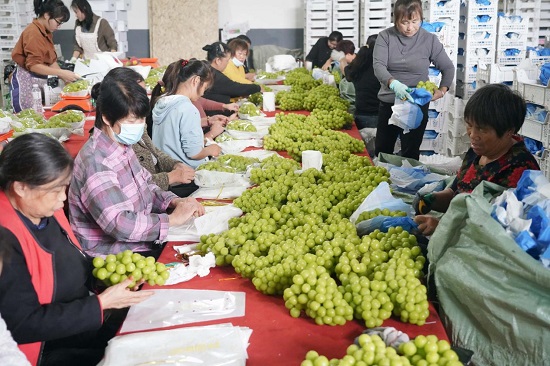 【原創】駐馬店市正陽縣：葡萄串“串”起富民産業鏈_fororder_圖片1