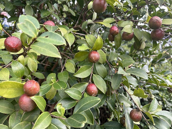 【原創】信陽市浉河區：茶樹滿山崗 紅果流金銀_fororder_微信圖片_20231012090947_1