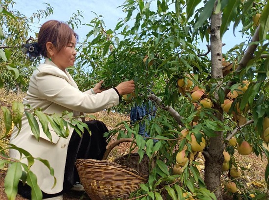 【原創】平頂山魯山縣：脆甜蜜桃“五星工坊”賦能鄉村産業振興_fororder_圖片2