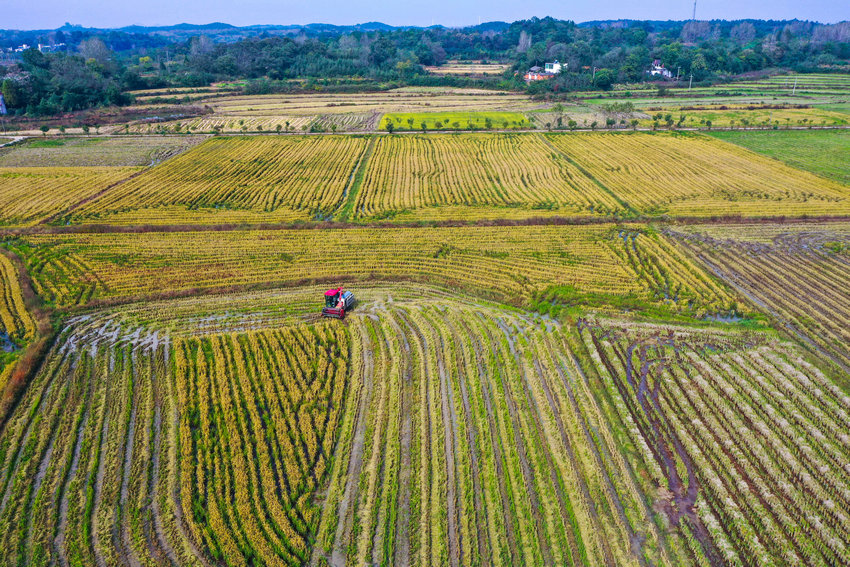 【原創】信陽光山：搶收第二茬再生水稻_fororder_DJI_0407.JPG