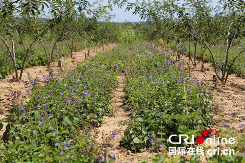 【豫見國際㊺】小花椒蘊含大財富 洛陽萬畝花椒助力鄉村振興