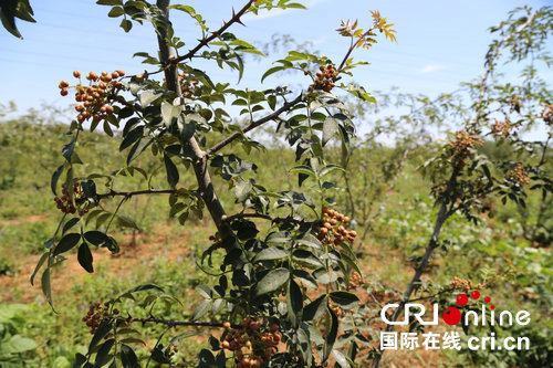 【豫見國際㊺】小花椒蘊含大財富 洛陽萬畝花椒助力鄉村振興