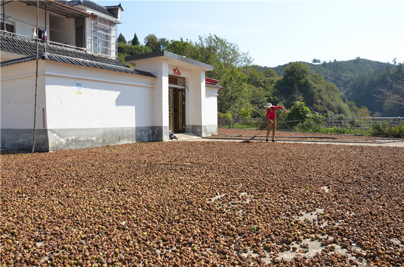 信陽市商城縣：金秋至 油茶“香”_fororder_群眾忙豐收 洪曉燕 攝.JPG