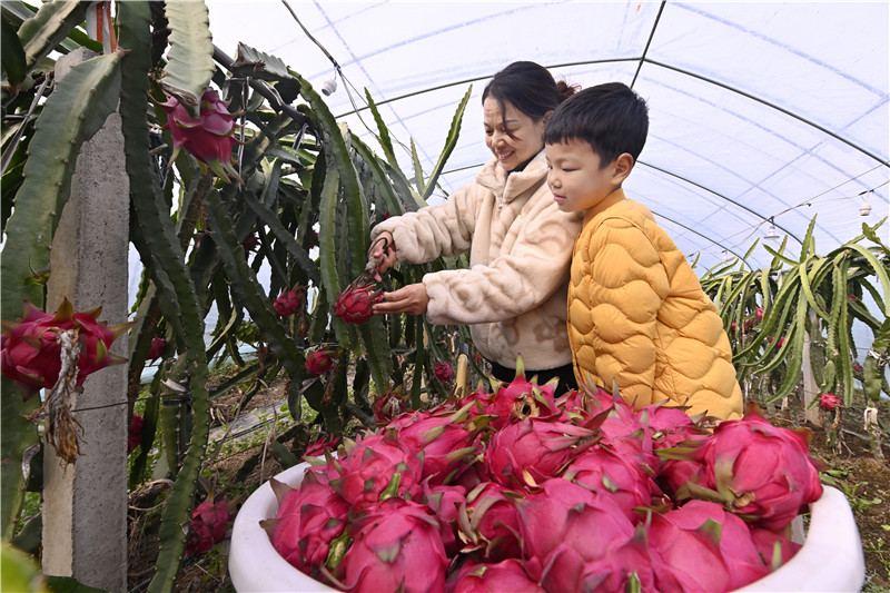 信陽新縣：火龍果“甜蜜”上市_fororder_帶著孩子體驗採摘的樂趣（焦漢平 攝）