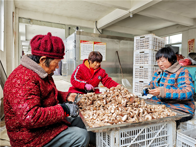 南陽鎮平：香菇豐産採摘忙_fororder_工人們正在進行香菇分揀和剪根 攝影 時君洋