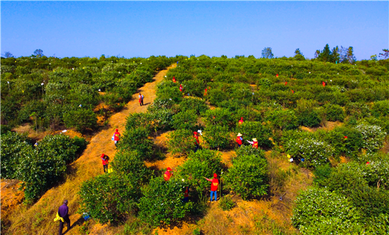 信陽市光山縣：油茶果拓寬致富路_fororder_圖片4