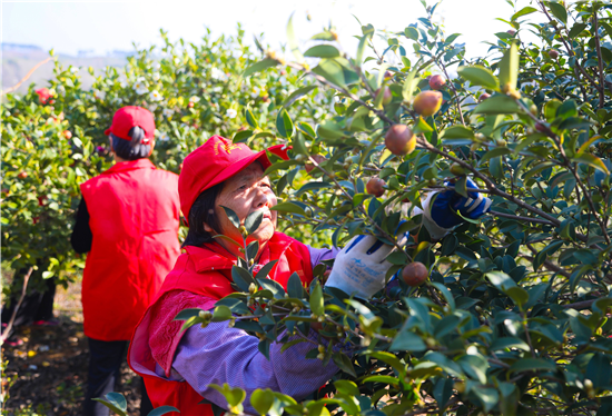 信陽市光山縣：油茶果拓寬致富路_fororder_圖片5