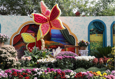 【英語】3.2 Million Pots of Chrysanthemums Adorn Kaifeng, Henan