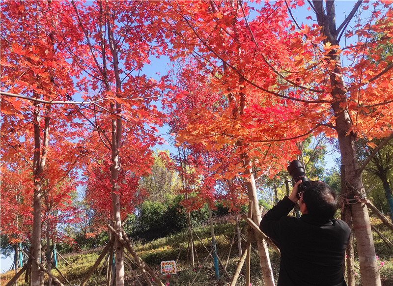 河南南陽：初冬現美景_fororder_火紅的楓葉引得攝影愛好者拍下美好瞬間 攝影 陳文濤