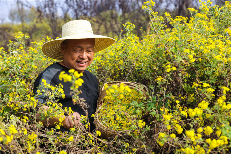 信陽光山：野菊花喜獲豐收_fororder_1B5A5868.JPG