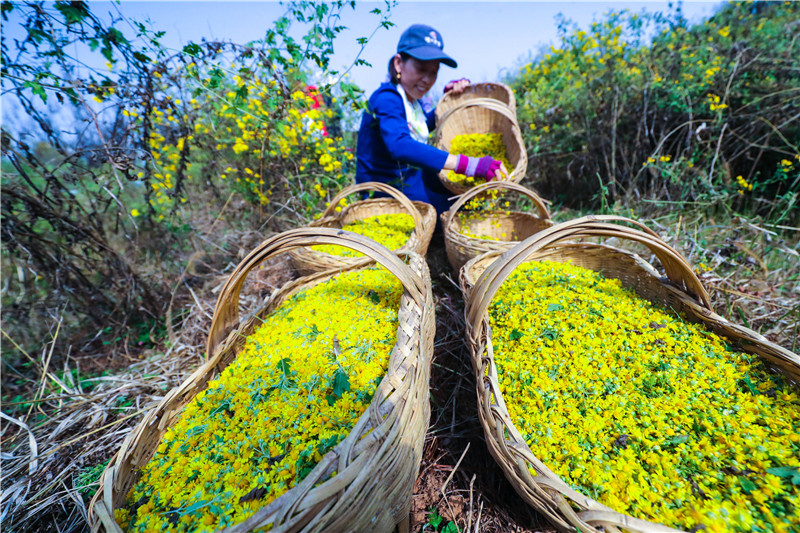 信陽光山：野菊花喜獲豐收_fororder_A75I5689.JPG