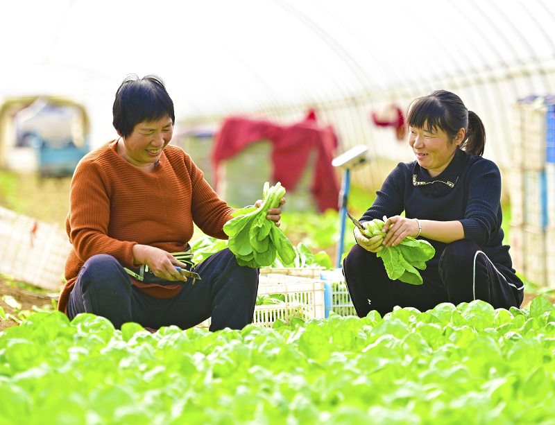 【原創】南陽：“菜籃子”供應量豐價穩_fororder_菜農收穫奶白菜 攝影 張峰.JPG