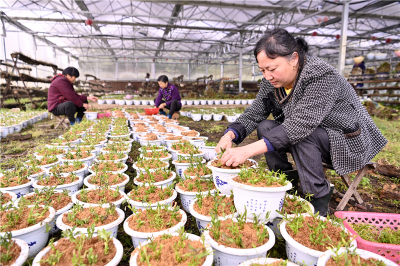 信陽新縣：鐵皮石斛産業助力鄉村振興_fororder_工人們正在栽植石斛幼苗（焦漢平 攝）