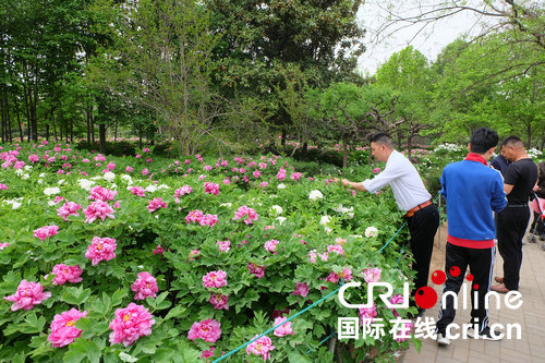 【河南 原創】【花城快訊】"花開新時代 開啟新征程" 第36屆中國洛陽牡丹文化節開幕