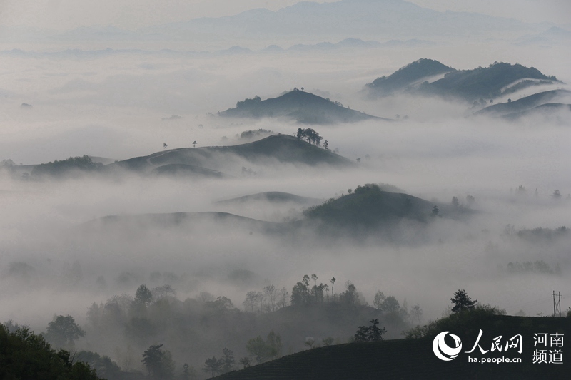 【焦點圖-大圖】【圖説5】河南信陽：雲涌茶山