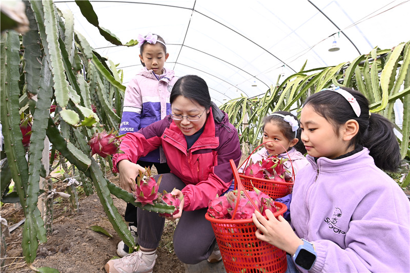 信陽新縣：火龍果“甜蜜”上市_fororder_大人和孩子一起採摘火龍果（焦漢平 攝）