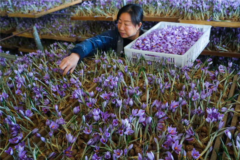 信陽光山：藏紅花開致富路_fororder_圖片8