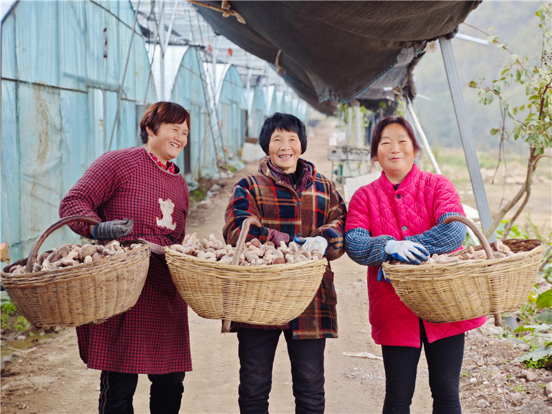 南陽鎮平：香菇豐産採摘忙_fororder_香菇喜豐收 攝影 時君洋