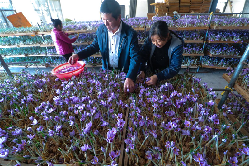 信陽光山：藏紅花開致富路_fororder_圖片10