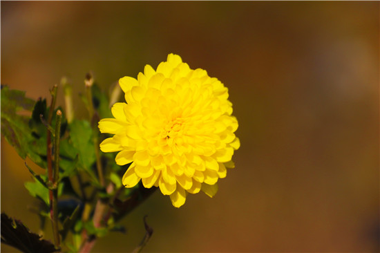 南陽內鄉：菊花開出“致富景”_fororder_盛開的酈邑貢菊.JPG