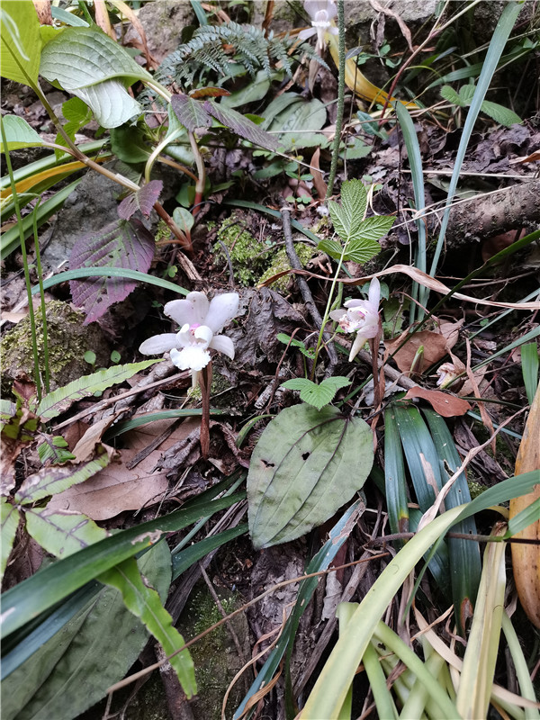 信陽市商城縣：維護生物多樣性 築牢野生動植物保護屏障_fororder_獨花蘭