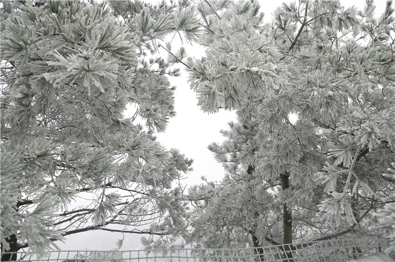 南陽老界嶺：雪景盛宴 美不勝收_fororder_霧凇 攝影 薛凱