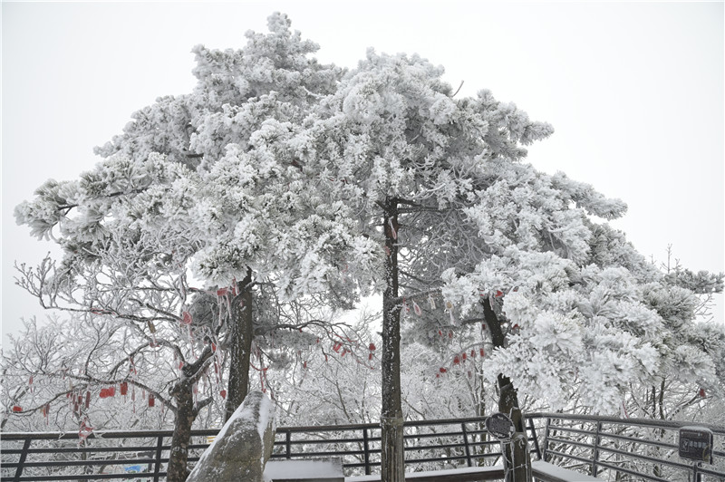 南陽老界嶺：雪景盛宴 美不勝收_fororder_“雪樹” 攝影 薛凱