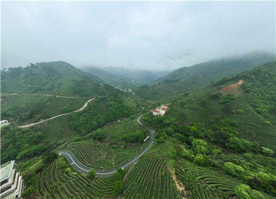 信陽市商城縣：匠心打造宜居宜業和美鄉村_fororder_茶園風景如畫 羅玉蘭攝 - 復件(1)