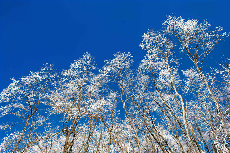 三門峽澠池：雪國天境美如畫_fororder_千樹萬樹梨花開 攝影 楊波